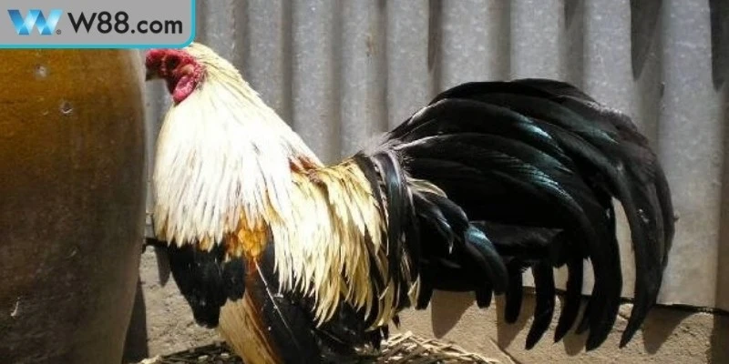 Lưu ý quan trọng trong bài tập luyện thể lực cho gà đá