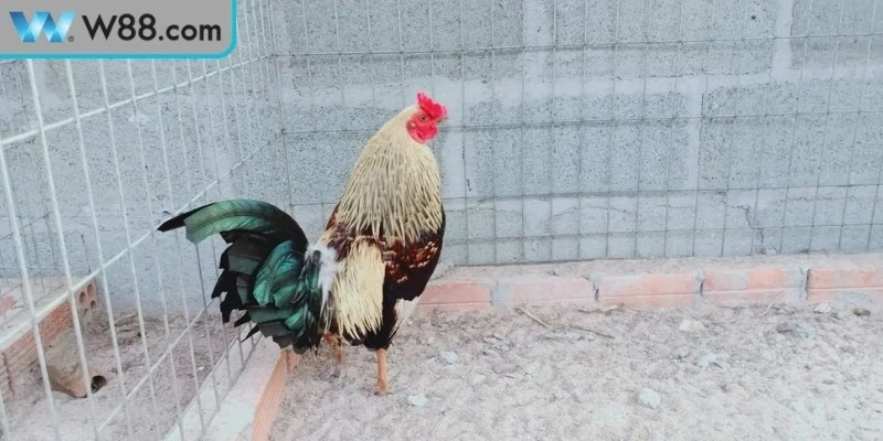 Bài tập luyện thể lực cho gà đá từ cơ bản đến nâng cao