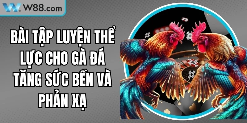 Bài Tập Luyện Thể Lực Cho Gà Đá