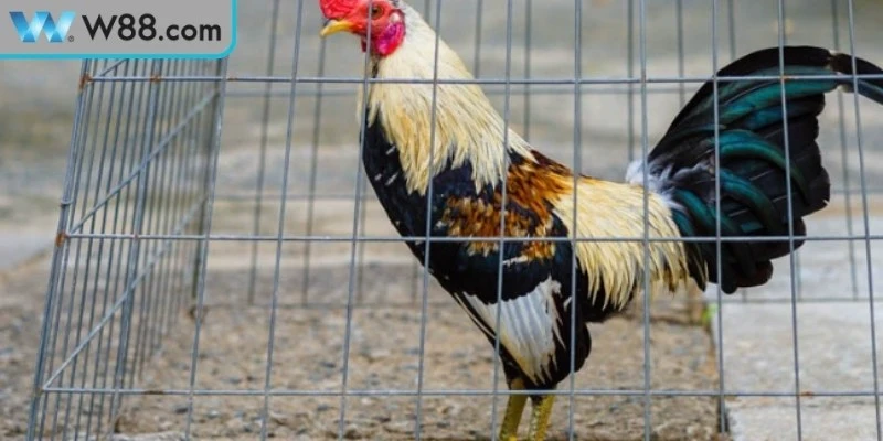 Cách chăm sóc gà đá trong chuồng với kỹ thuật chuẩn để phát triển toàn diện