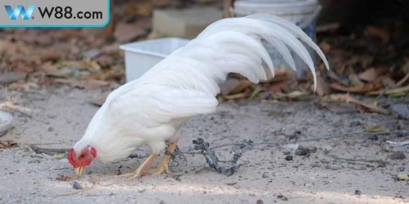 Cách chăm sóc gà đá trong chuồng giúp phát triển toàn diện