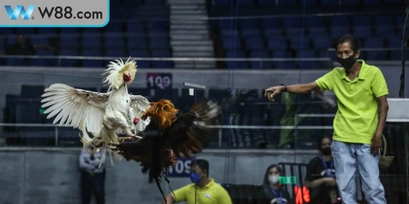 Hướng dẫn cách chấp tiền gà chọi giống gà tre