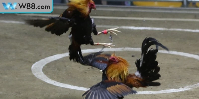 Lưu ý quan trọng ở trong cách chấp tiền gà chọi