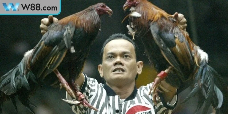 Cách chấp tiền gà chọi được hình thành để tạo sự cân bằng giữa hai chiến kê