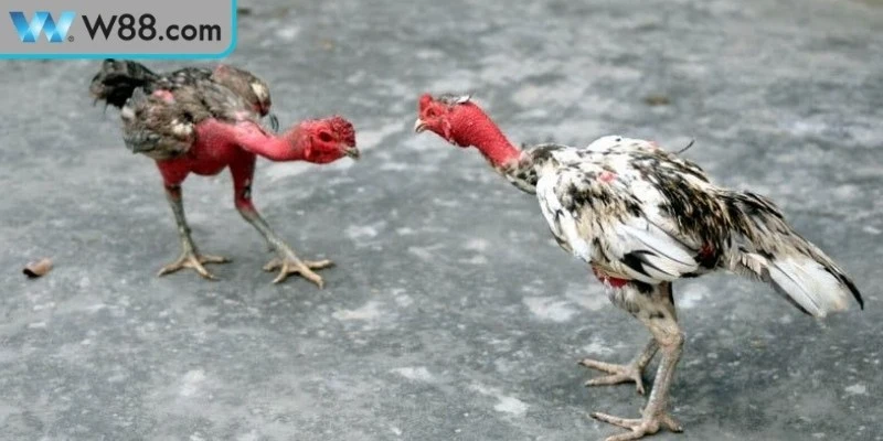 Vì sao cần biết cách đánh bại gà đá đối thủ mạnh 