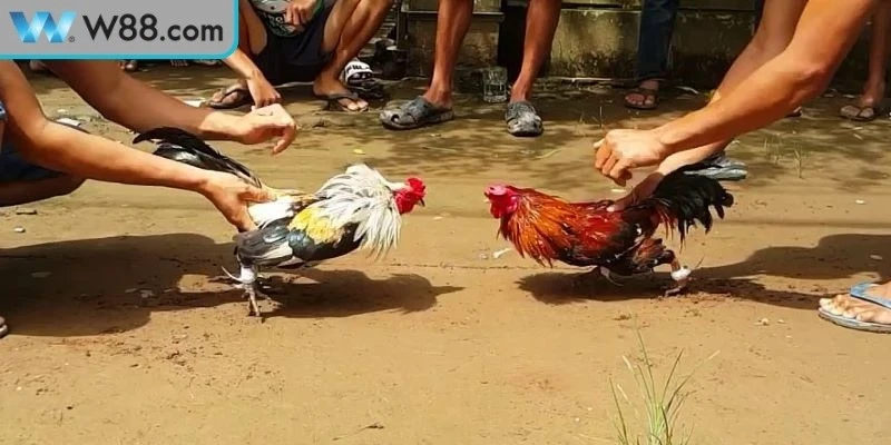 Các bước trong cách tập luyện đá gà hiệu quả