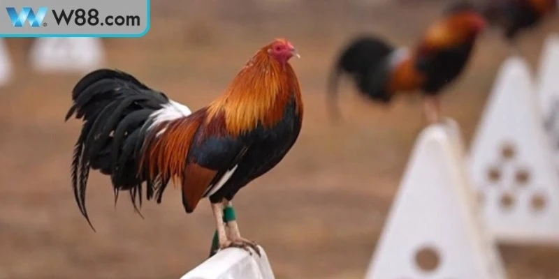 Vài mẹo nâng cao ở  cách tập luyện đá gà hiệu quả