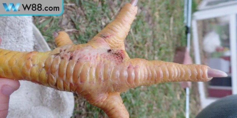 Điều cần nhớ khi áp dụng cách xử lý gà đá bị chấn thương