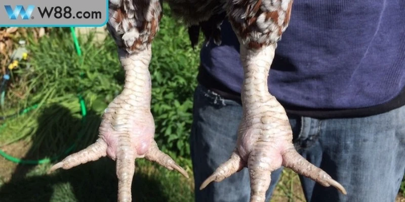 Cách xử lý gà đá bị chấn thương hiệu quả nhất