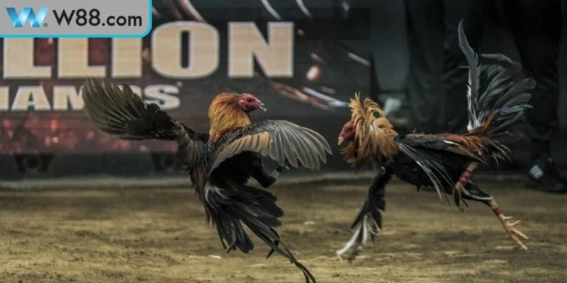 Hướng dẫn gamer cách thức tham gia đá gà casino