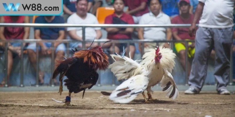 Đá gà casino tạo ra một không gian giải trí độc đáo