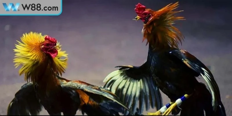 Đặc điểm nổi bật của đá gà cựa dao tại W88