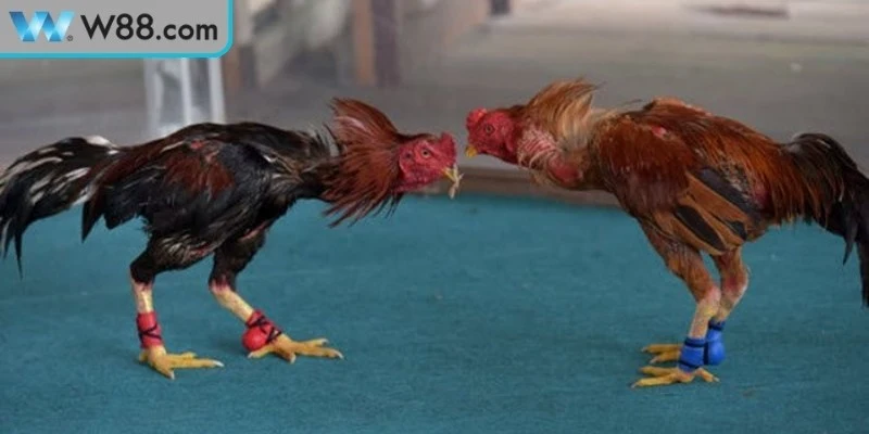 Đá gà cựa sắt là môn thể thao yêu cầu kỹ thuật cao