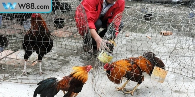 Luật chơi đá gà đòn giúp tăng hiệu quả khi tham gia