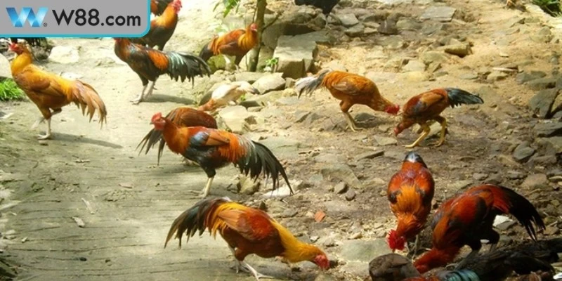 Đá gà đòn nét đặc trưng trong bộ môn đối kháng lâu đời