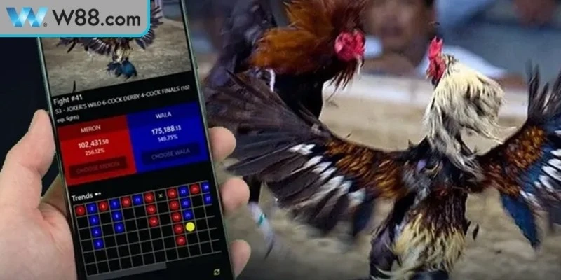 Đá gà Mộc Bài luôn đem đến cảm giác hào hứng cho cộng đồng