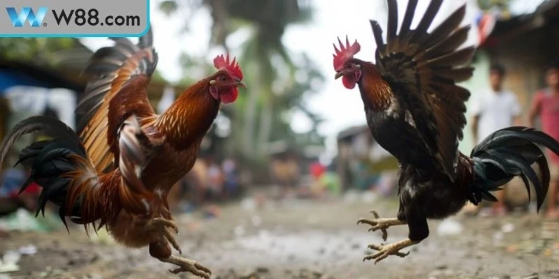 Đặc điểm nhận dạng đá gà tre Thomo