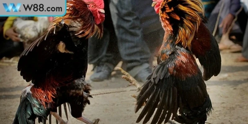 Các dạng cá cược đá gà W88 phổ biến