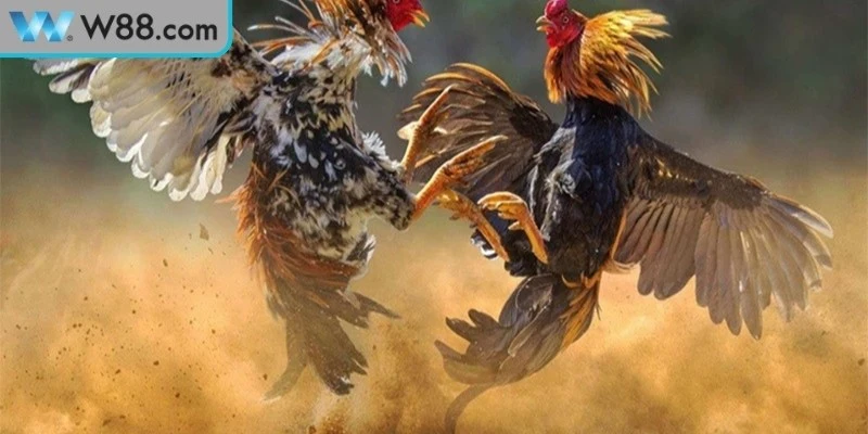 Đá gà W88 là một hình thức giải trí trực tuyến hấp dẫn