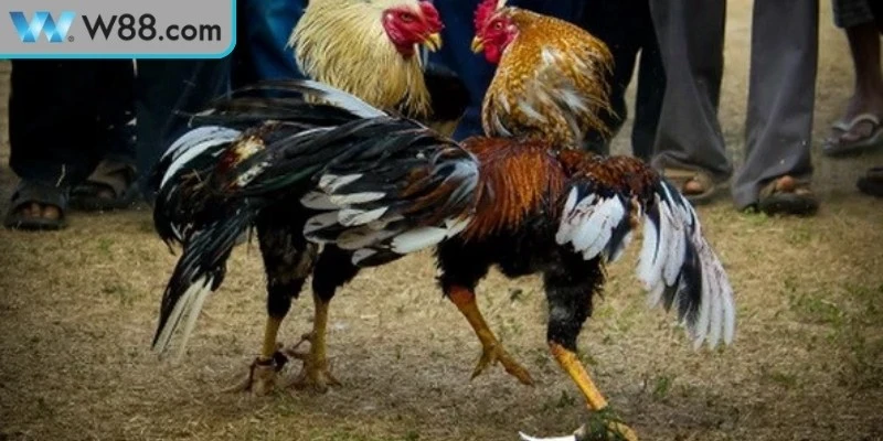 Hướng dẫn tham gia cá cược môn đá gà W88