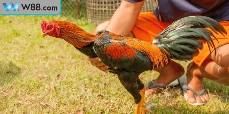 Tầm quan trọng hàng đầu của việc gà đá có sức bền