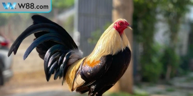 Làm thế nào để gà đá khỏe mạnh quan tâm dinh dưỡng