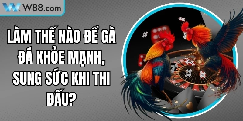 Làm Thế Nào Để Gà Đá Khỏe Mạnh