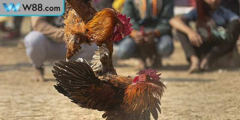 Mẹo đá gà cực kỳ chuẩn xác thực sự quan trọng