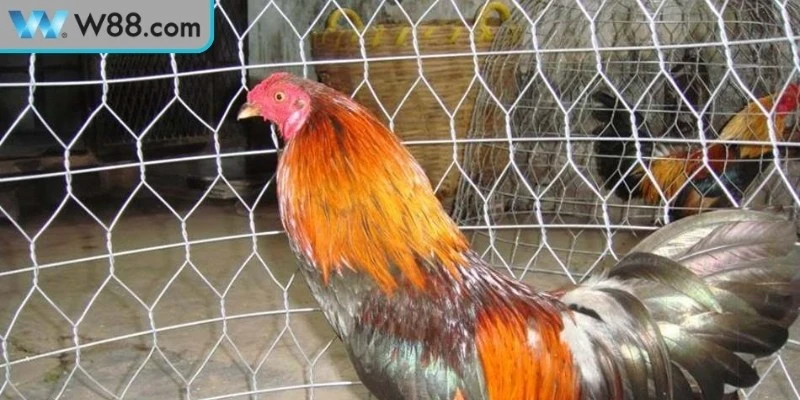 Các mẹo đá gà để tăng sức mạnh