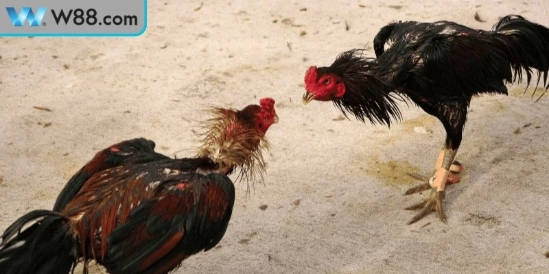 Những điều cần nhớ khi áp dụng mẹo đá gà tránh bị thua